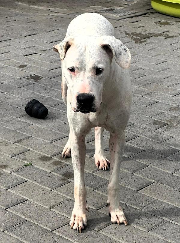 Lola Bellissima Dogo Argentino